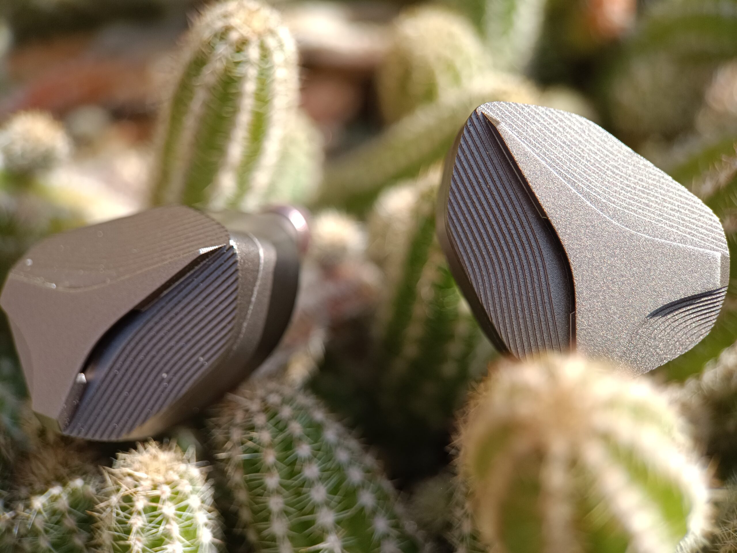 MP145 on cactus