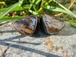 Pula Audio Unicrom Review