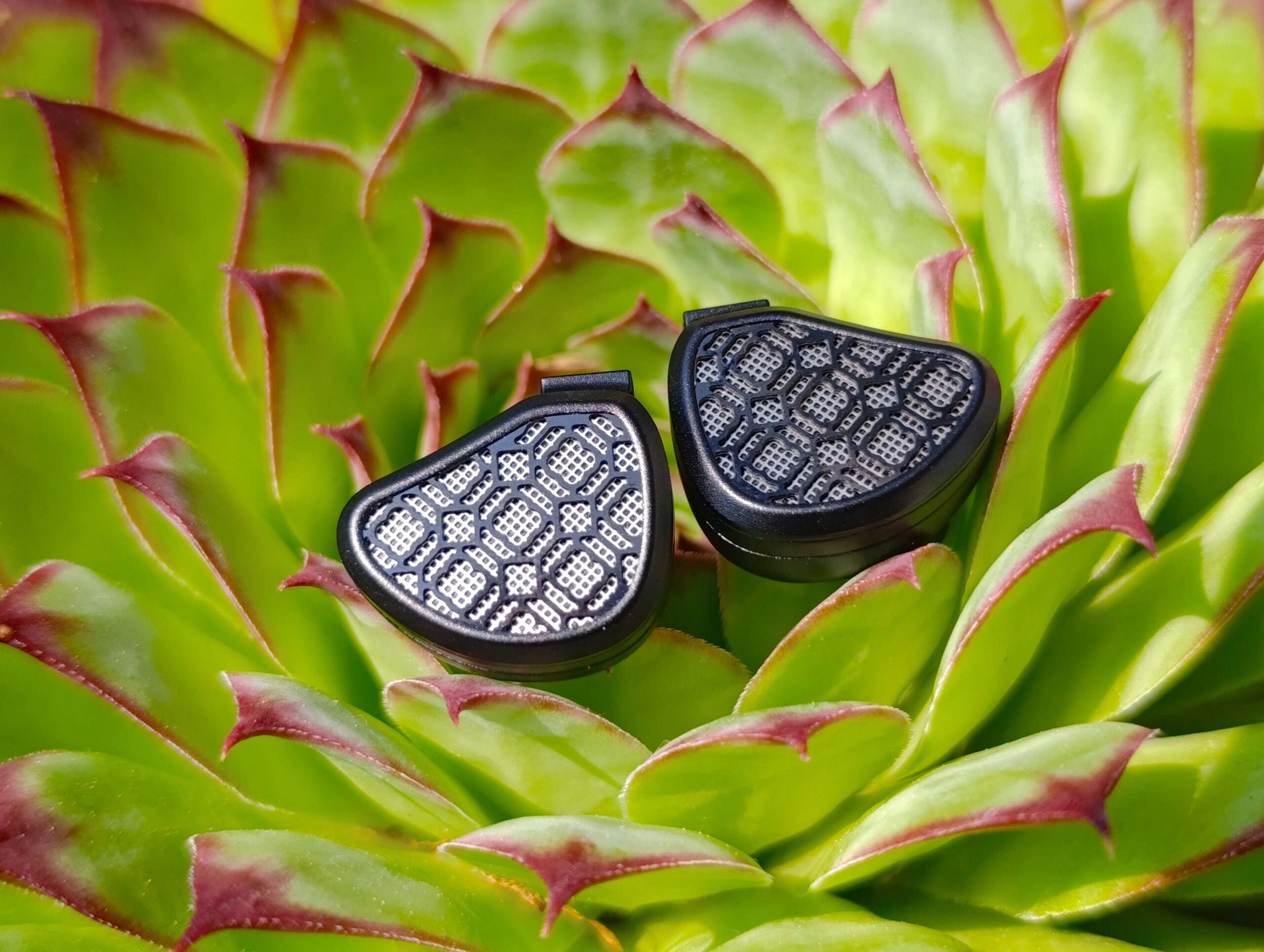 Kefine Arnar on plant